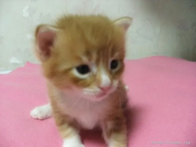 ID：1609-00158の子猫