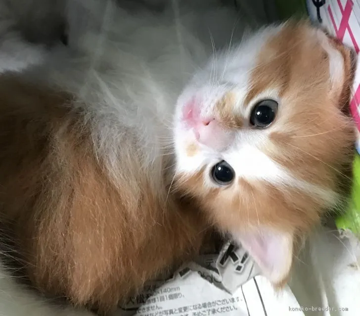 ID：2010-00559の子猫