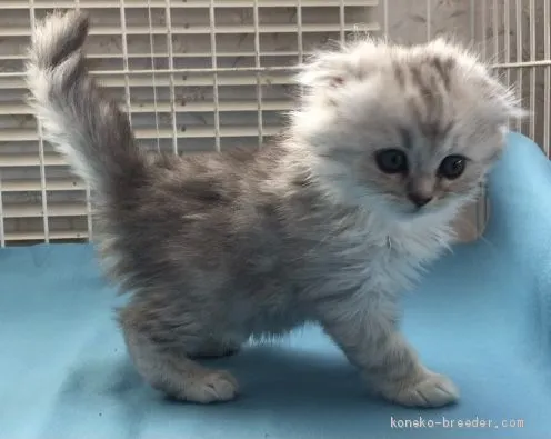 ID:2010-00564の子猫