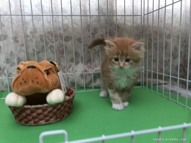 トシ 様のお迎えした子猫