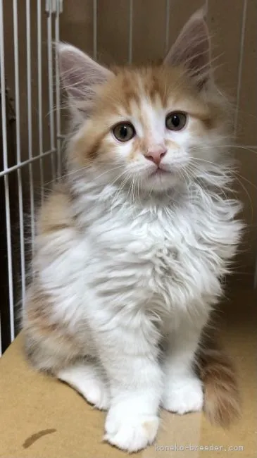 ID:2105-00963の子猫