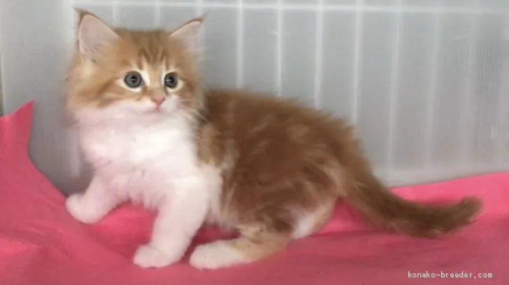 ID:1905-00382の子猫