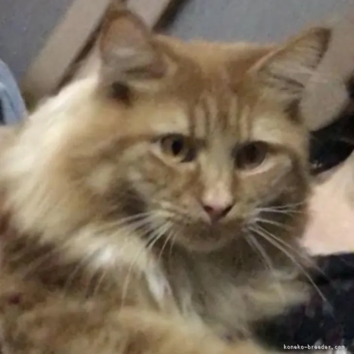 ID：2210-01011の子猫