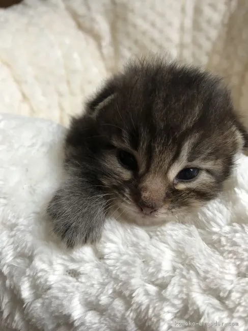 ID:1807-01168の子猫