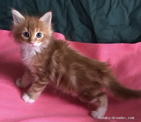 ID:1910-00409の子猫