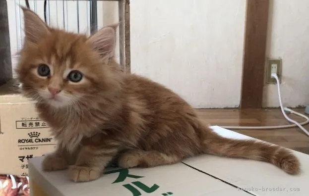 ID：2204-02319の子猫