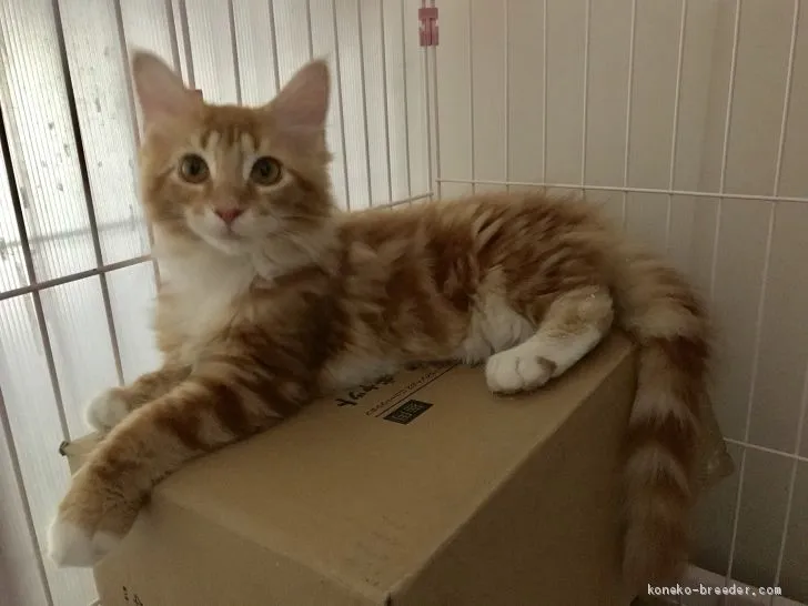 ID:1903-00462の子猫