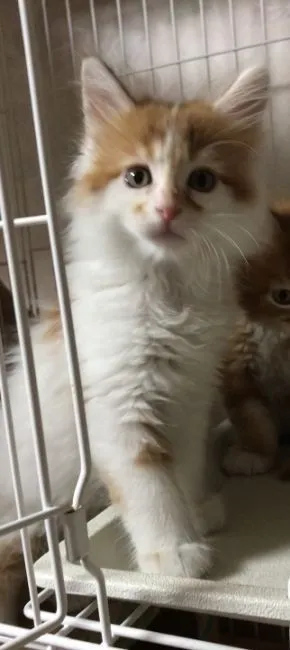 ID:2005-02341の子猫