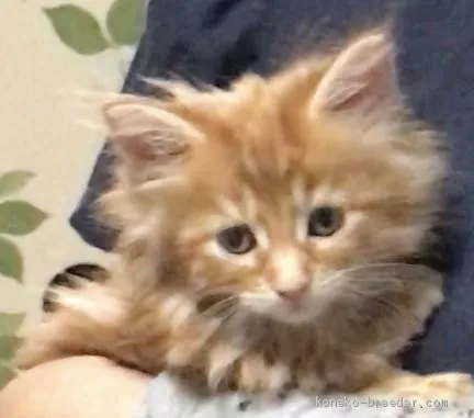 ID：1911-00823の子猫