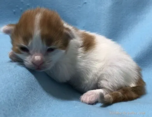 ID:1912-01612の子猫