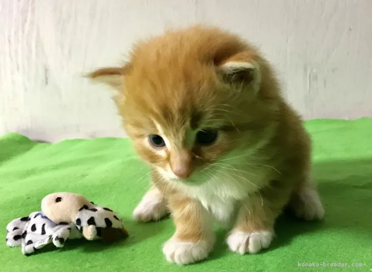 ID：1901-00481の子猫