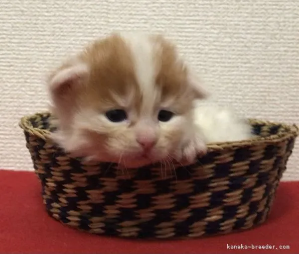 ID：2104-01207の子猫
