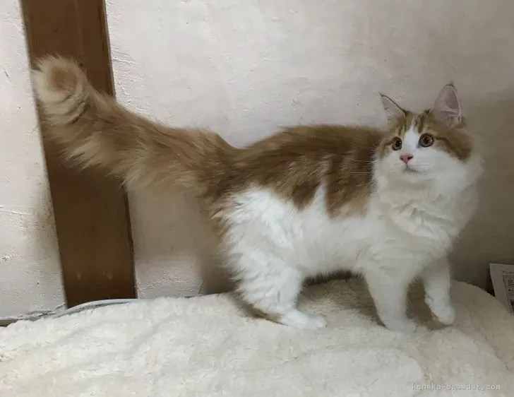 猫婦人 様のお迎えした子猫