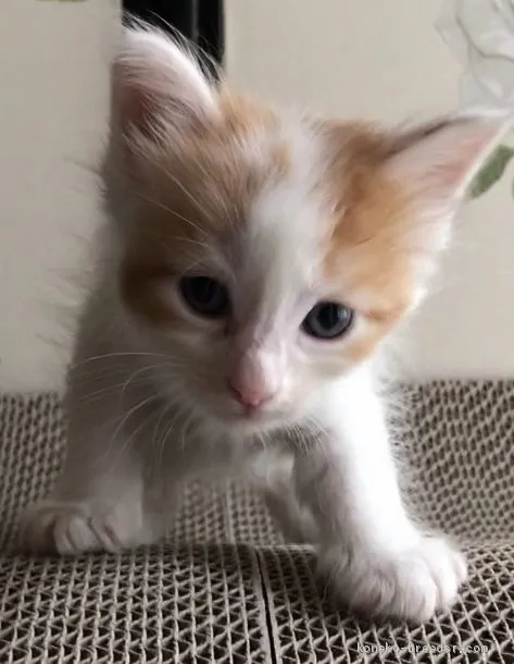 ID:2008-01726の子猫