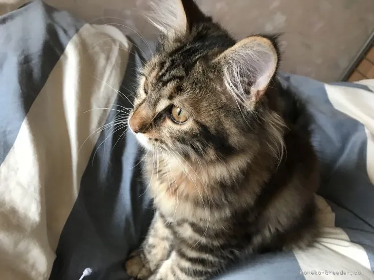 ID:1710-00826の子猫