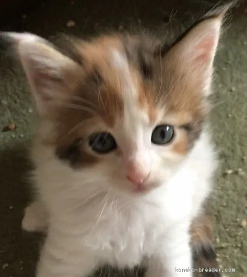 ID：2006-01550の子猫