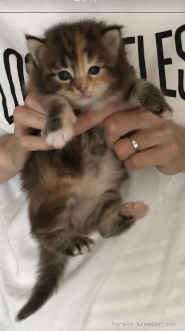 ID：2107-00389の子猫