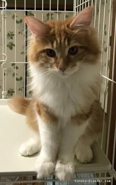 ID：1807-01182の子猫