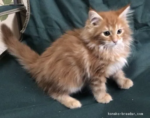 ID:1910-00408の子猫