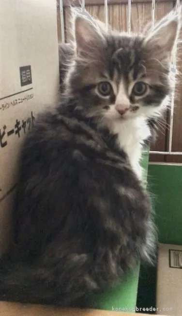 ID：2203-01682の子猫