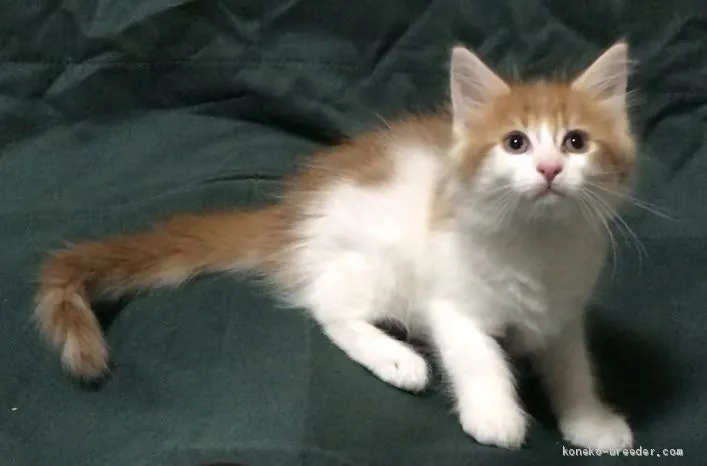 ID:1908-00327の子猫
