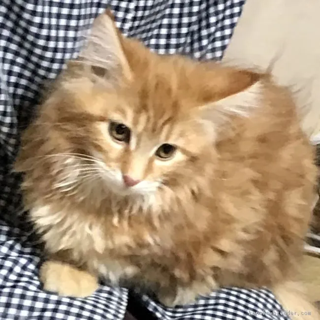ID：1812-00906の子猫