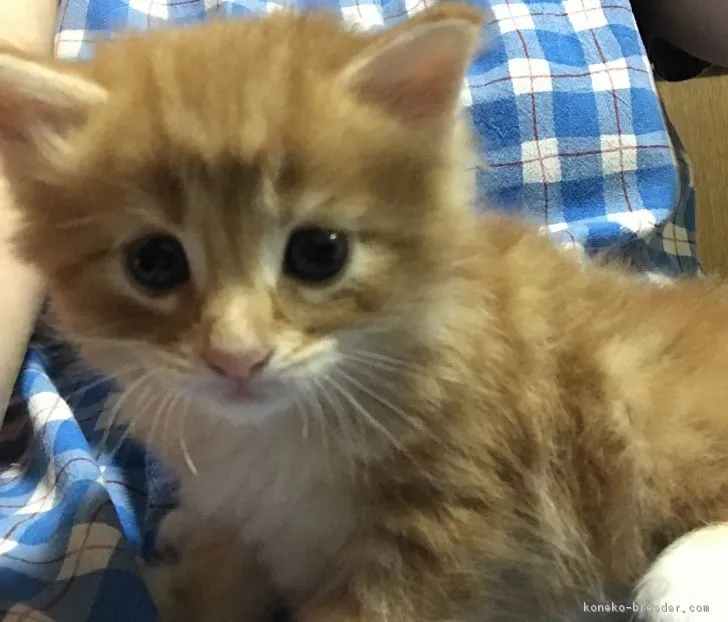 ID:1810-00255の子猫