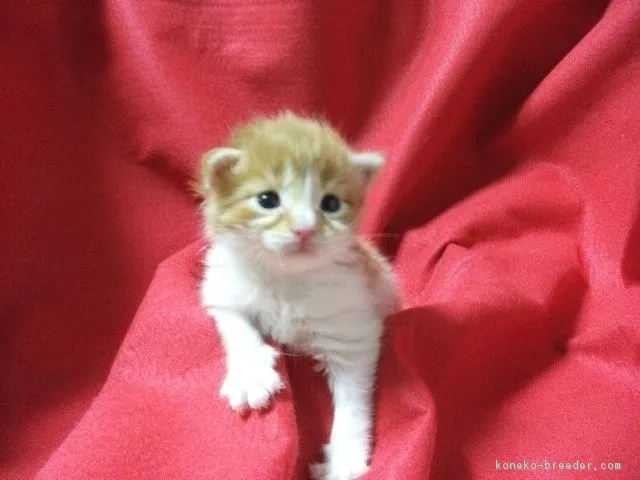 ID:1705-00330の子猫