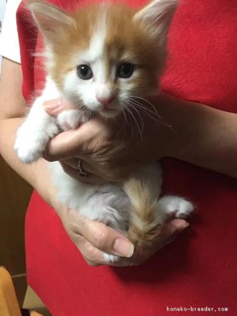 ID:1705-00973の子猫