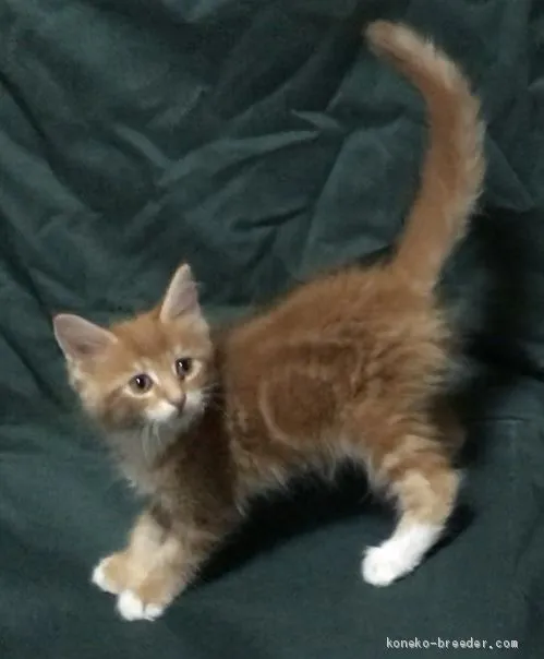 ID：1908-00326の子猫