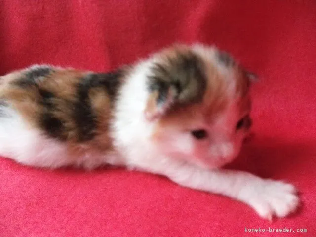 ID：1705-00976の子猫