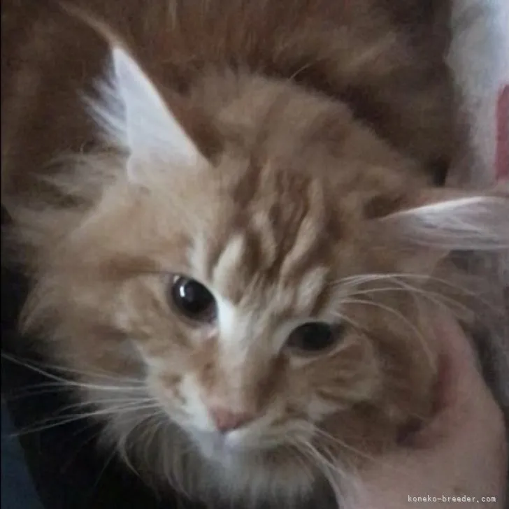 ID：2207-02714の子猫