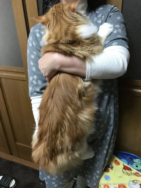 ID:1705-00329の子猫