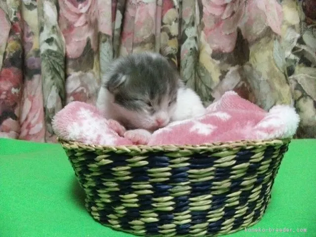 ID:1702-00147の子猫