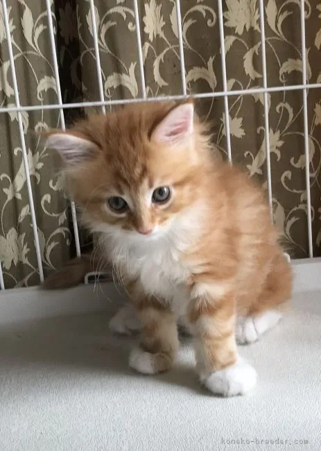 ID:1806-00965の子猫