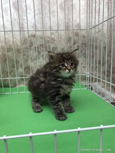 ID:1710-00822の子猫
