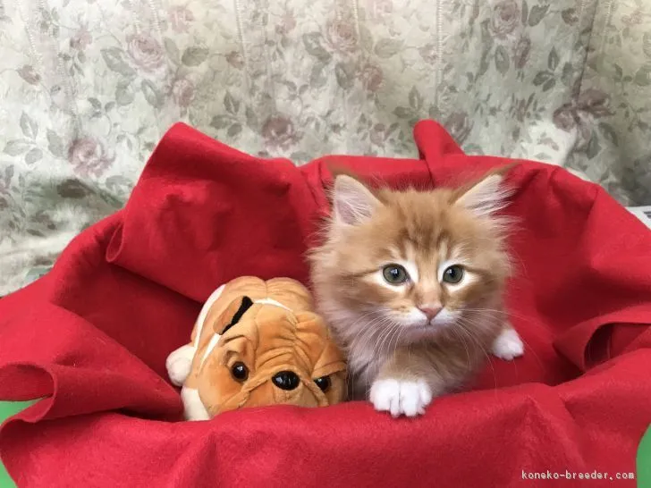 ID:1710-00818の子猫