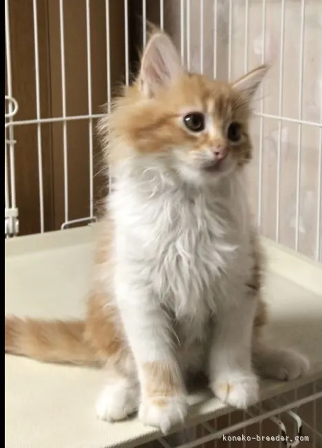 ID：2105-00970の子猫