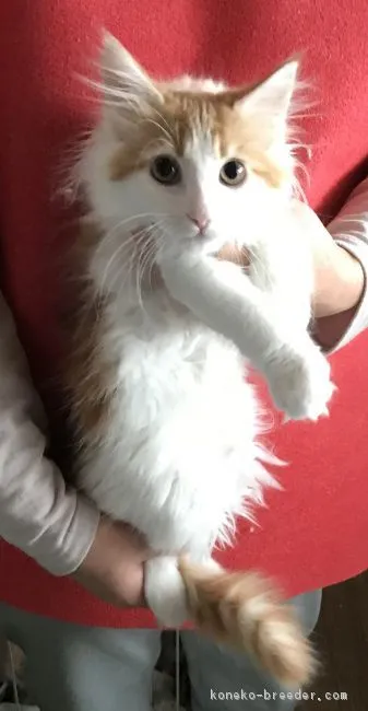 ID:1803-00772の子猫