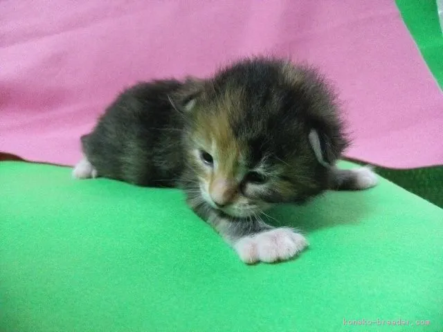 ID：1606-00550の子猫