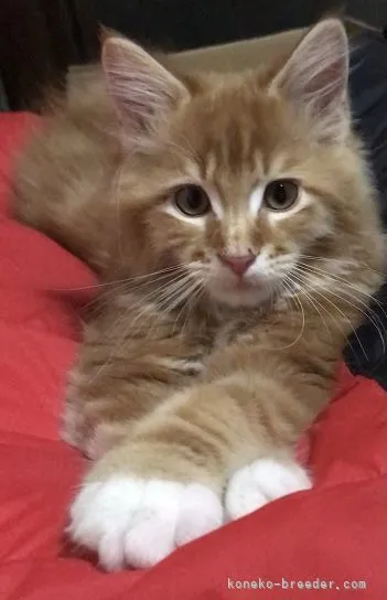 ID：2203-00952の子猫