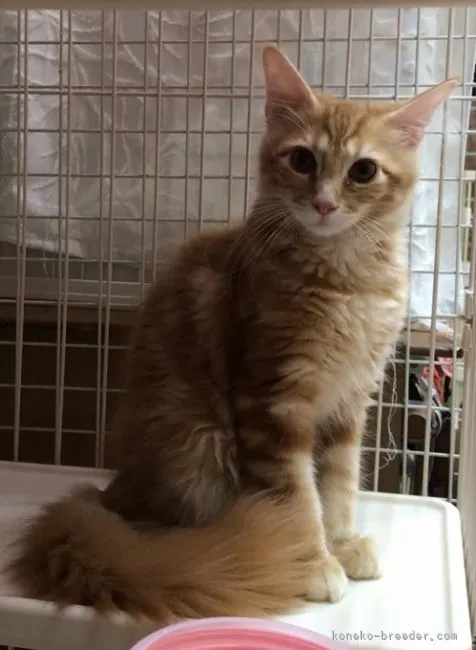 ID：2107-00382の子猫