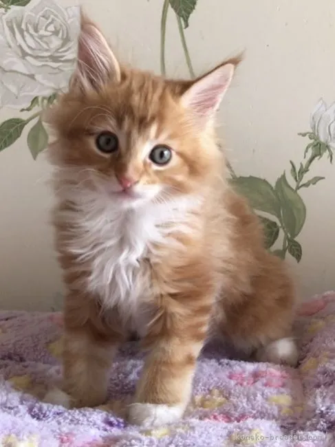 ID:2109-01345の子猫