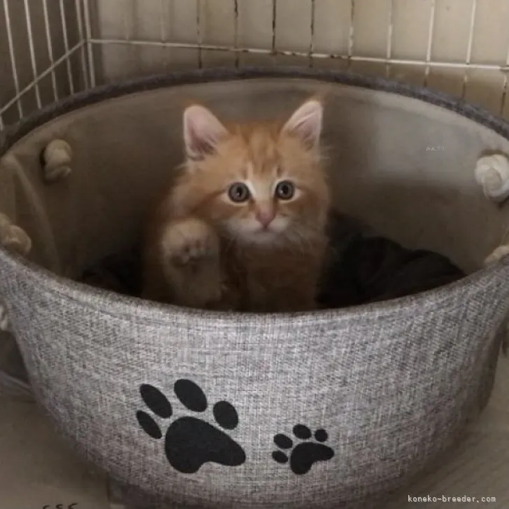 ID：2309-02210の子猫