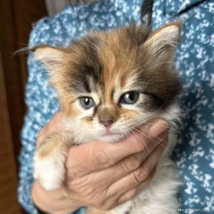 ID:2405-02409の子猫