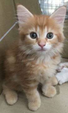 メインクーン【岐阜県・女の子・2018年7月7日・レッドタビー】の写真「大型猫！とっても綺麗なオレンジ色の姫！！！」