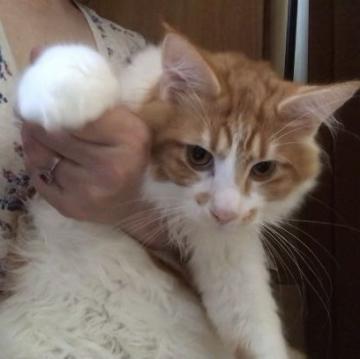 メインクーン【岐阜県・男の子・2022年4月3日・レッドタビーアンドホワイト】の写真「大型猫❣️性格とっても良いですよー❣️」