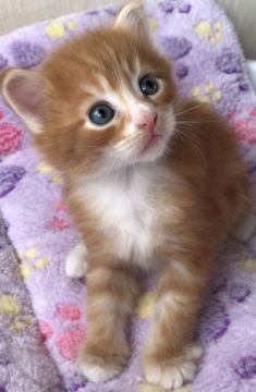 メインクーン【岐阜県・男の子・2021年8月20日・レッドタビーアンドホワイト】の写真「大型猫❣️可愛い〜お顔してます❣️」