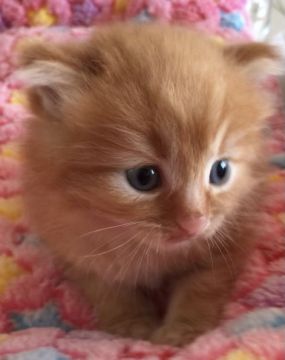 メインクーン【岐阜県・女の子・2021年8月20日・レッドタビー】の写真「大型猫❣️可愛い姫❤️」