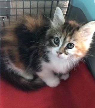 メインクーン【岐阜県・女の子・2020年8月16日・ブラウンパッチドタビーアンドホワイト】の写真「大型猫‼️実際のが100倍⁉️可愛い💕」